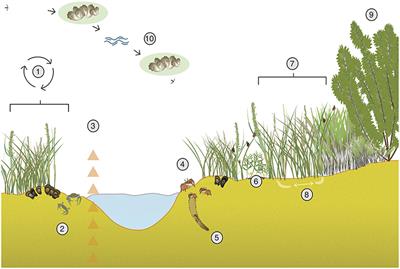 Harnessing Positive Species Interactions to Enhance Coastal Wetland Restoration